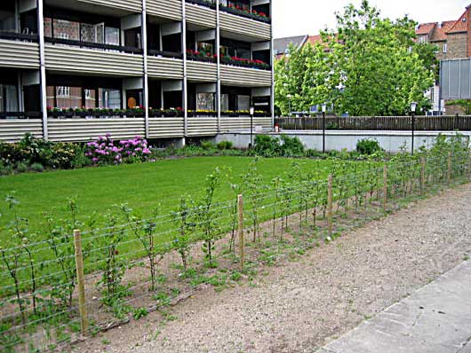 Græspleje er meget vigtig, så man får optimal glæde af plænen - I forbindelse med anlægning af græsplæner udfører vi opgaver som f. eks:- Etablering af græsplæner som traditionel såning. Etablering af græsplæner ud- lagt med rullegræs. Omlægning af eksisterende græsplæner. Renovering af eksisterende græsplæner. gødning af græsplæner